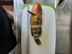 アオハタの釣果