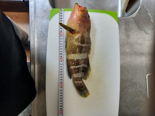 アオハタの釣果