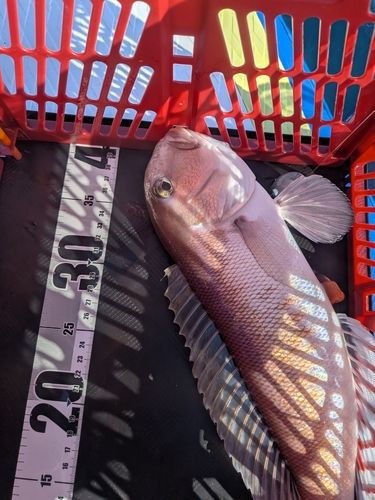 シロアマダイの釣果
