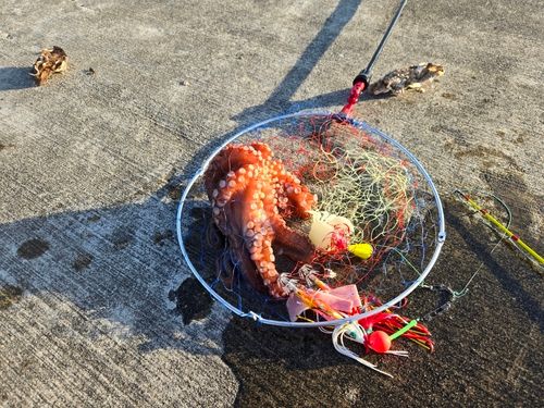 タコの釣果