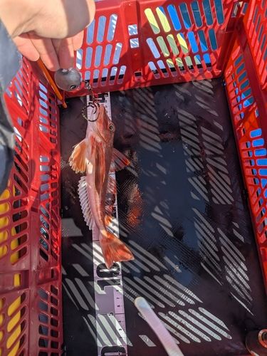 ホウボウの釣果