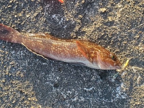 アイナメの釣果