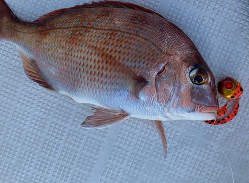 マダイの釣果