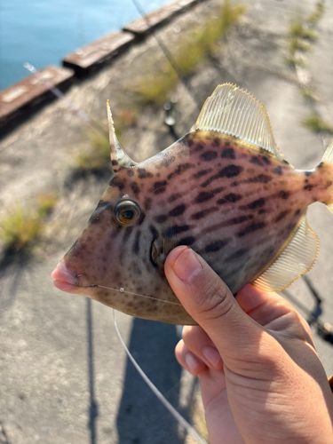 カワハギの釣果