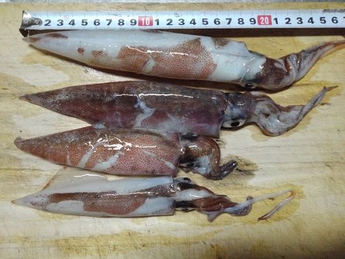 三陸海岸（岩手）