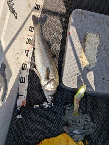 シーバスの釣果