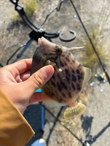カワハギの釣果