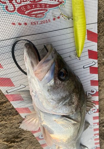 シーバスの釣果