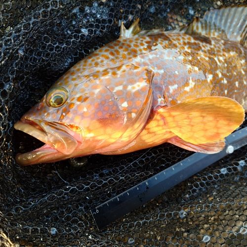 キジハタの釣果