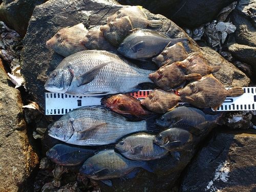 チヌの釣果