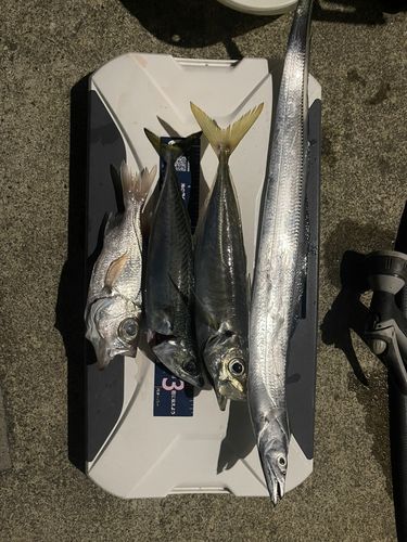 タチウオの釣果