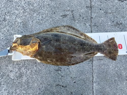 ヒラメの釣果