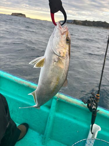 カンパチの釣果