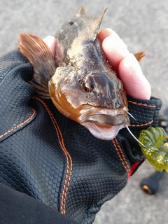 アイナメの釣果