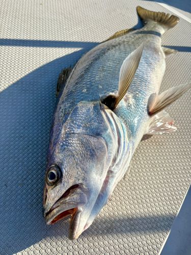 オオニベの釣果