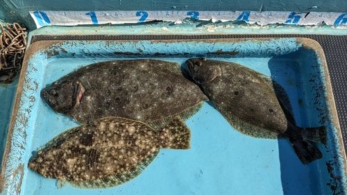ヒラメの釣果