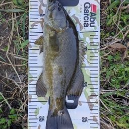 スモールマウスバス