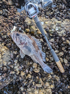 クロソイの釣果