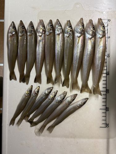 シロギスの釣果