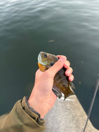 ブルーギルの釣果