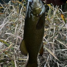 スモールマウスバス