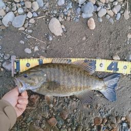 スモールマウスバス