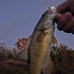 スモールマウスバス