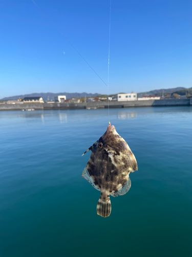 カワハギの釣果