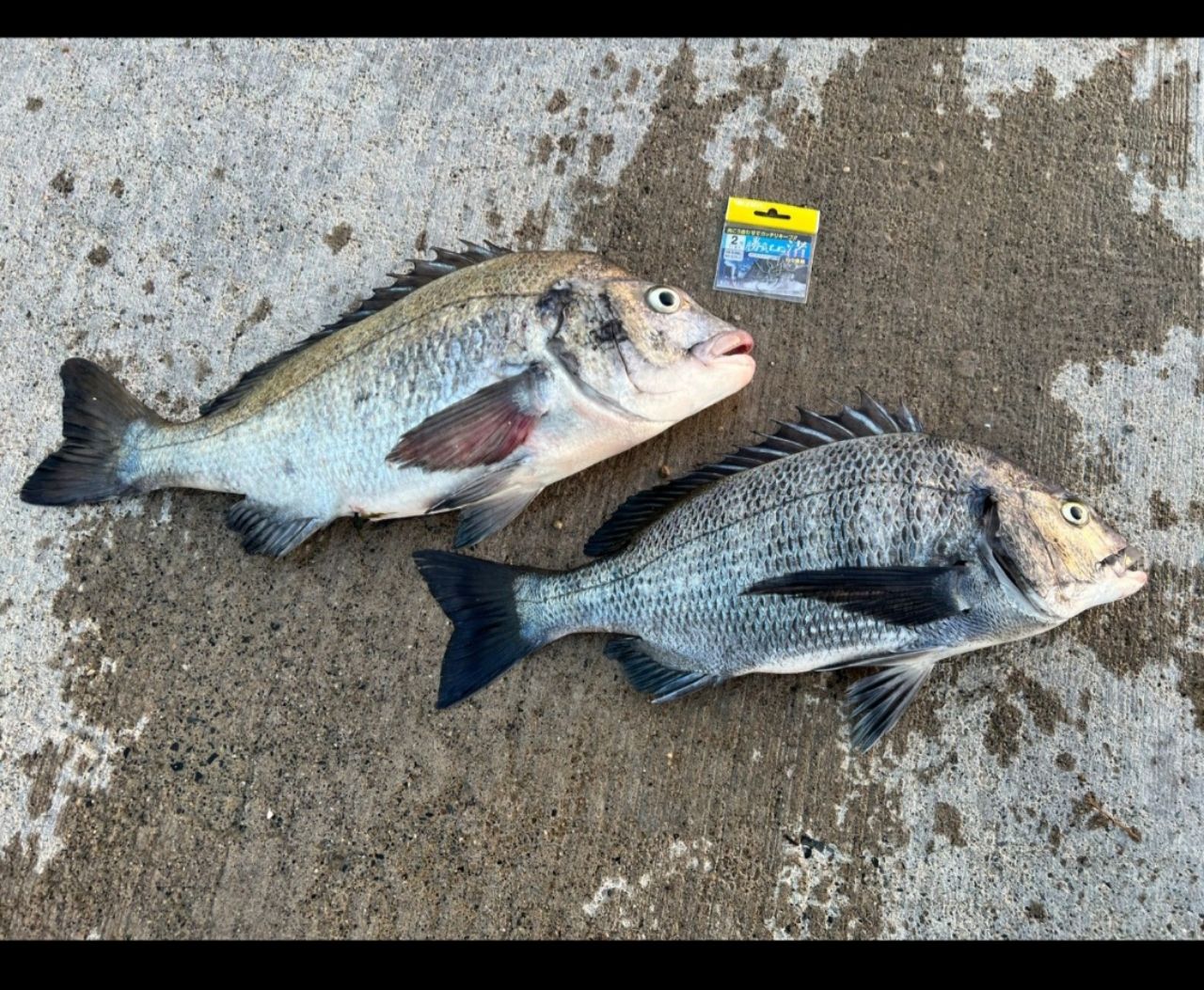 SHIMANO 鱗海 AX 2019年モデルの最安値・インプレ・釣果 | 本音の