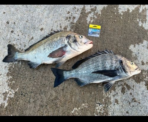 クロダイの釣果