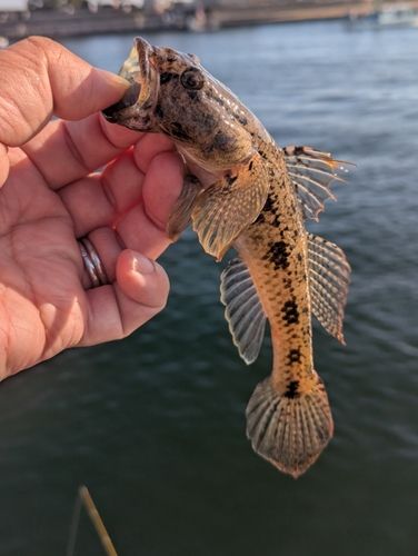 ウロハゼの釣果