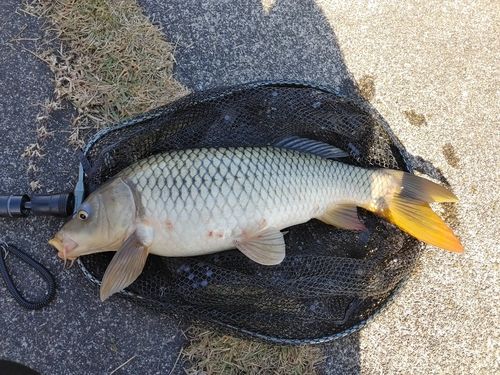 コイの釣果