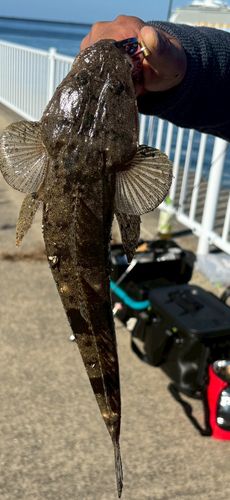 大野地区釣り護岸