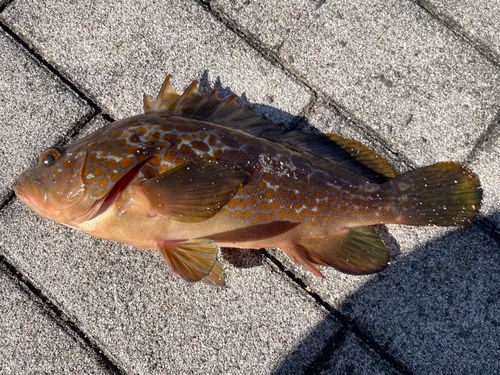 シーサイドコスモ釣り解放区