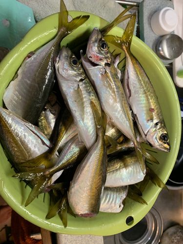 アジの釣果