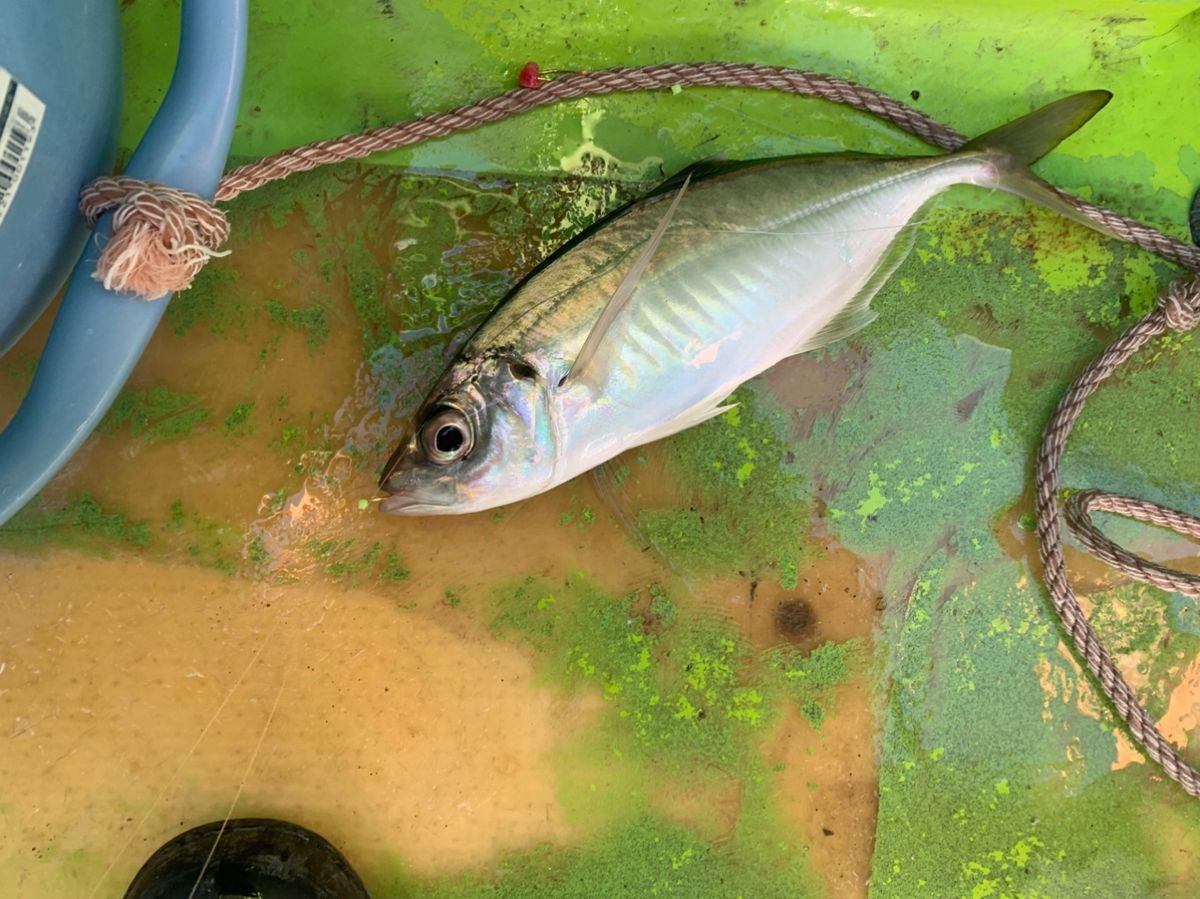 釣り好きの中学生2さんの釣果 2枚目の画像