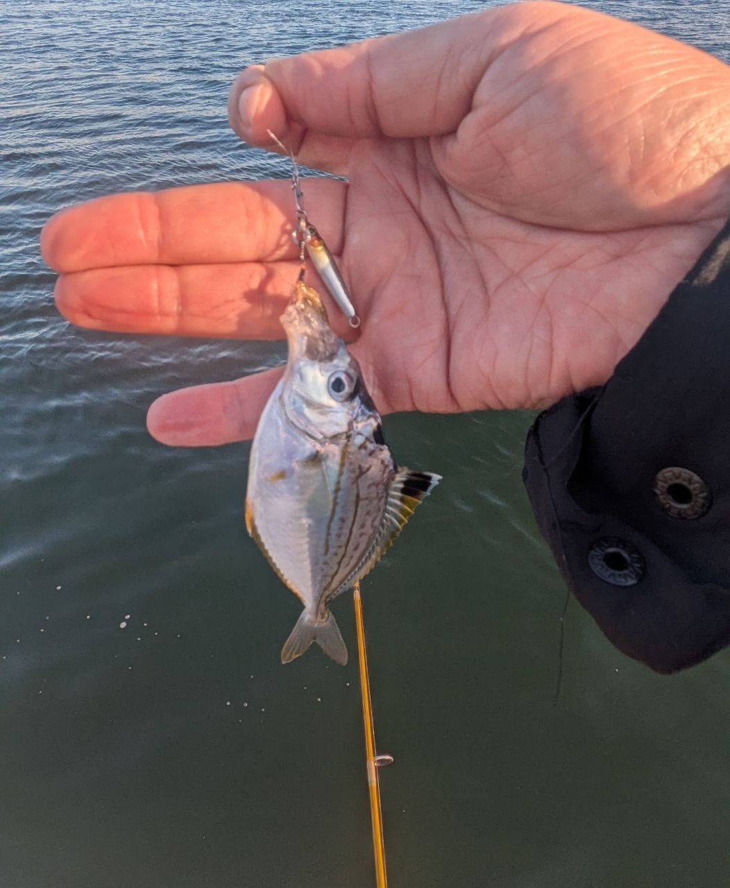 AbuGarcia ズームサファリ ZMSS-605Lの最安値・インプレ・釣果 | 本音