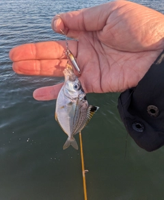 ヒイラギの釣果