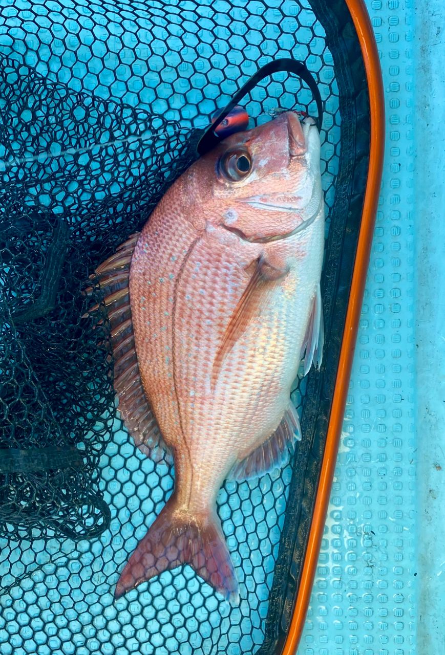 オトコマエさんの釣果 2枚目の画像