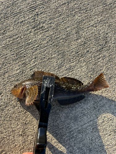 アイナメの釣果