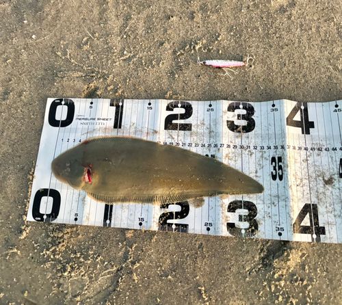 シタビラメの釣果