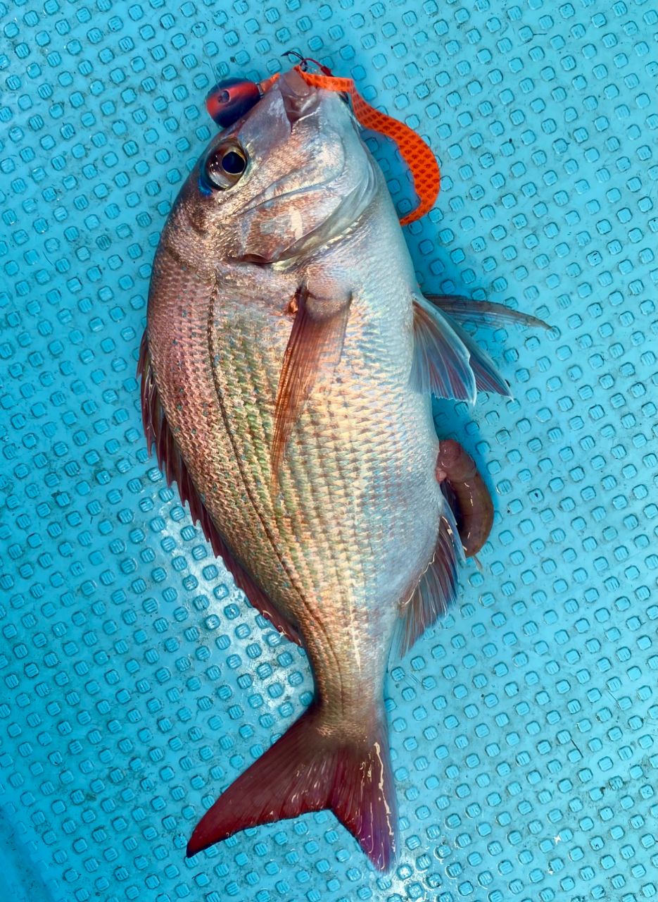 オトコマエさんの釣果 1枚目の画像