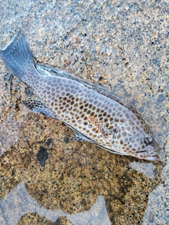 オオモンハタの釣果