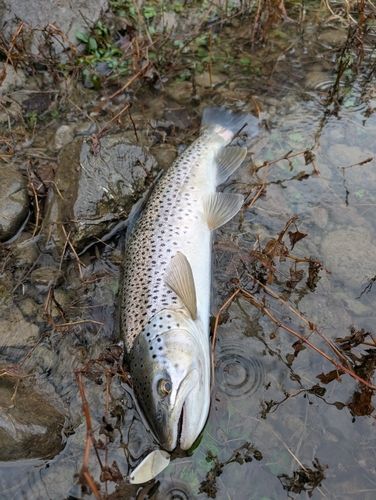 ブラウントラウトの釣果
