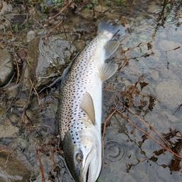 ブラウントラウト