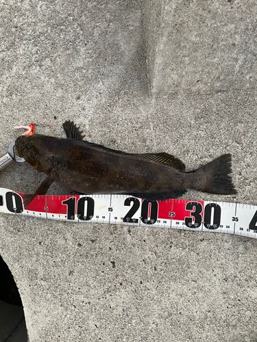 アイナメの釣果