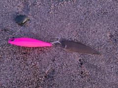 シタビラメの釣果