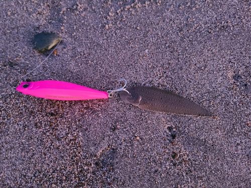 シタビラメの釣果