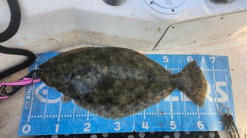 ヒラメの釣果