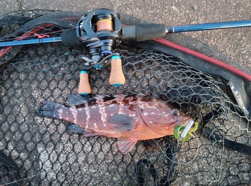 キジハタの釣果